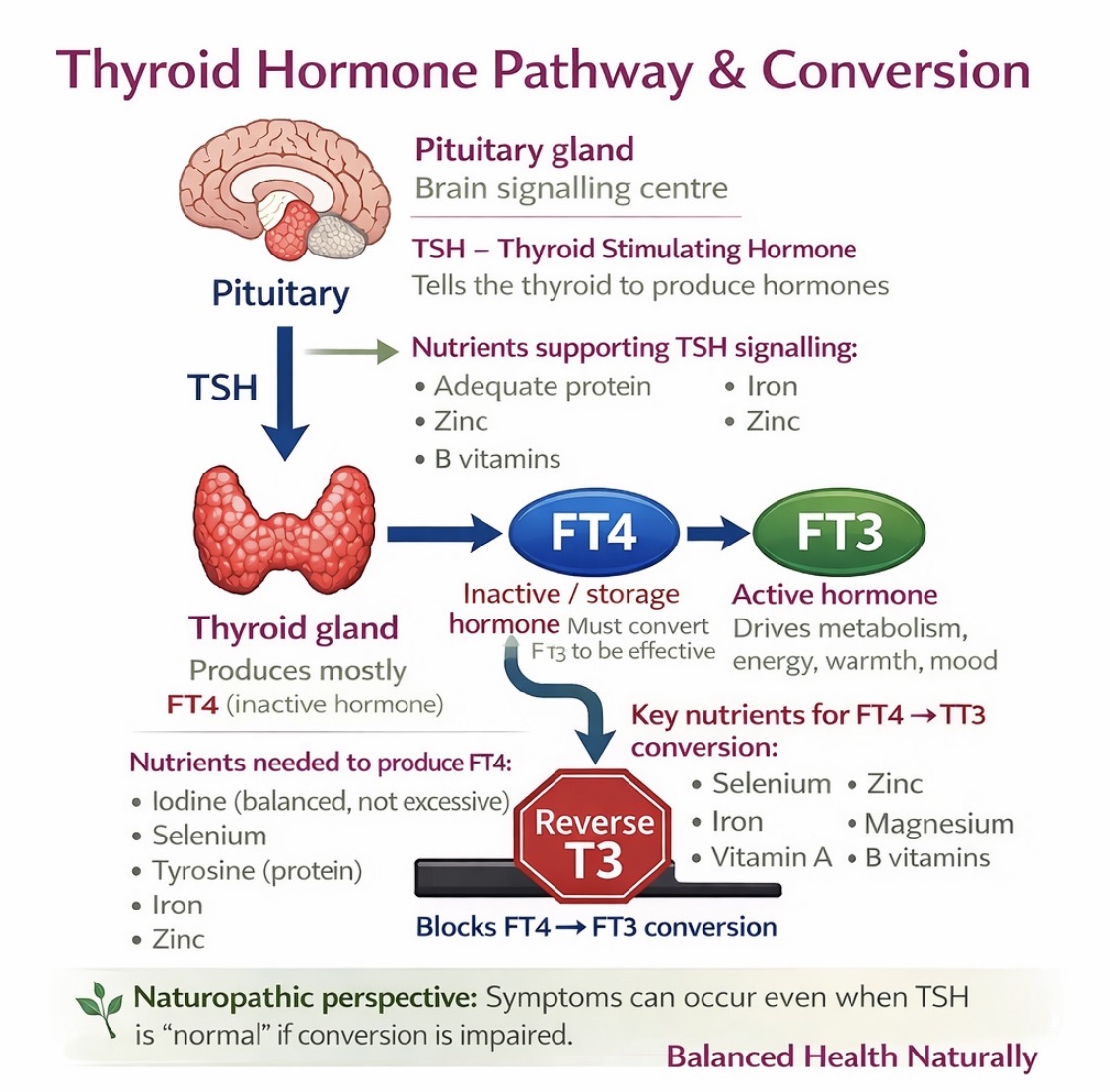 Diagram of thyroid hormone pathway explaining underactive thyroid and Hashimoto’s, showing TSH signalling, FT4 production, FT3 conversion, reverse T3, and key nutrients required for thyroid hormone balance.